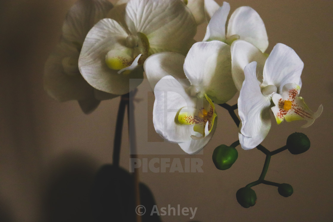 Indoor Orchid License Download Or Print For 6 20 Photos Picfair