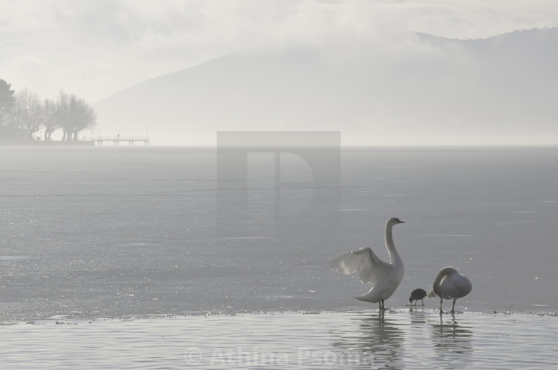 Birds On Half Frozen Lake License Download Or Print For