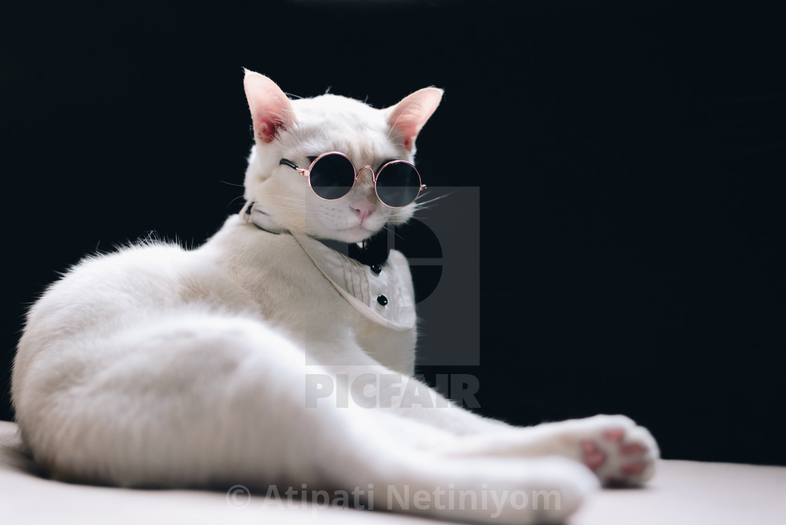 Portrait Of Tuxedo White Cat Wearing Sunglasses And Suit Animal