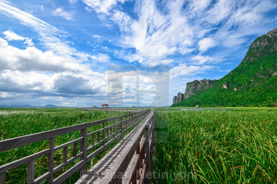 Wooden Bridge In Lotus Lake At Khao Sam Roi Yot National Park T License Download Or Print For 12 40 Photos Picfair