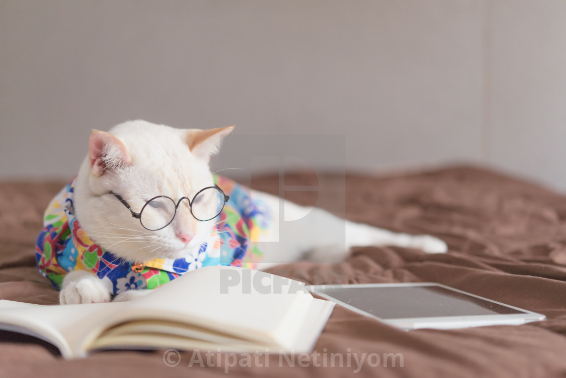 Portrait Of White Cat Wearing Glasses And Reading Book Pet Fashi