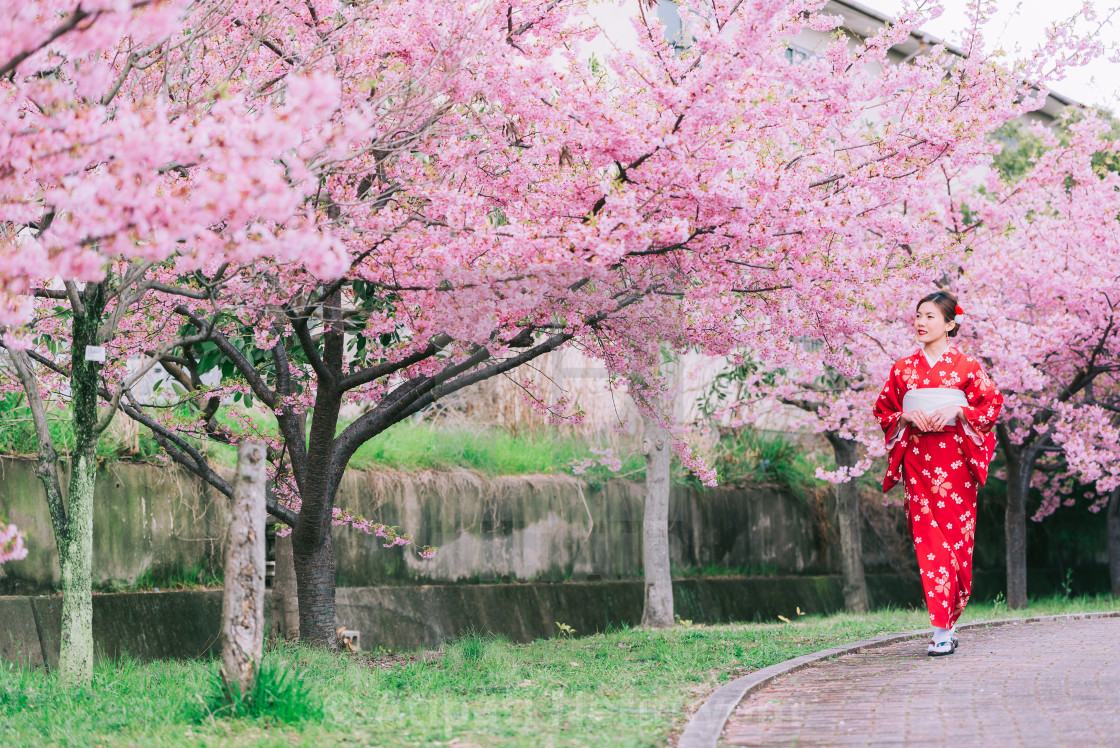 "Asian woman wearing kimono with cherry blossoms,sakura in Japan."...