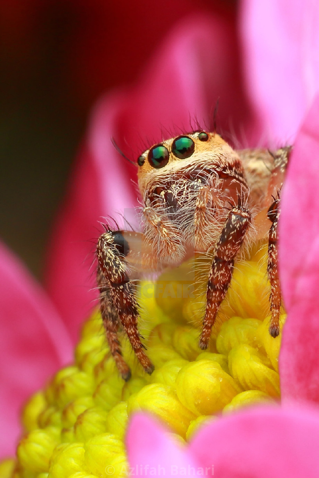 "Beauty of Nature" stock image