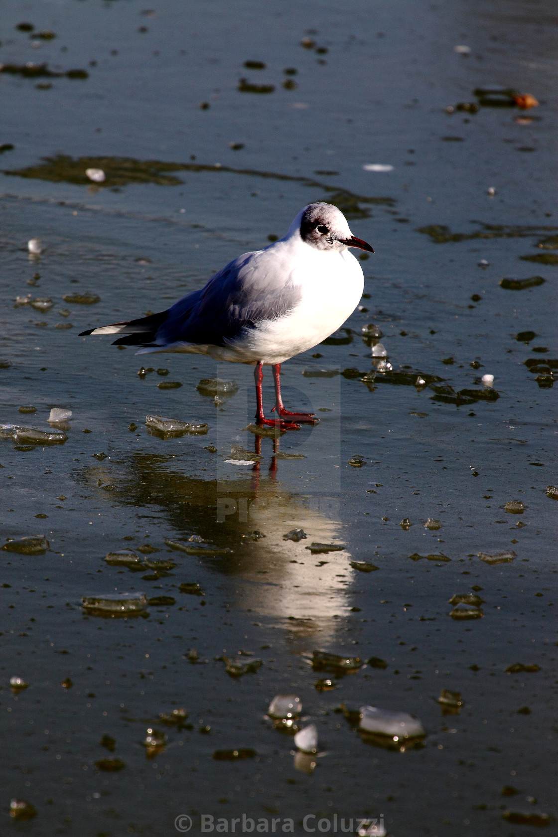 "A seagull on ice with glare a)" stock image