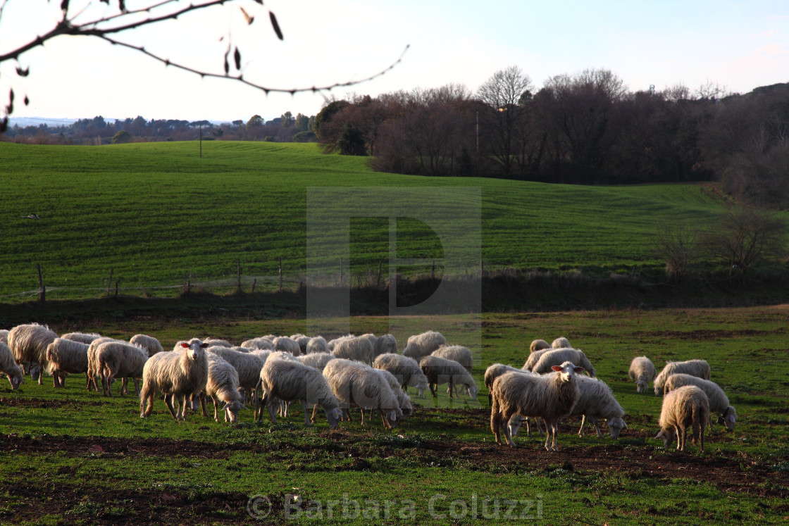 "Marcigliana: A herd of sheep." stock image