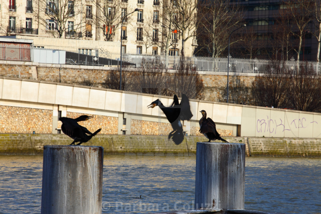 "Quarreling cormorants on the Seine river." stock image