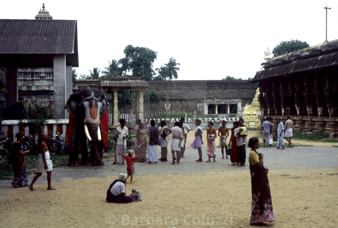 "Kanchipuram, 1996: The sacred elephant within the Varadaraja Perumal temple." stock image