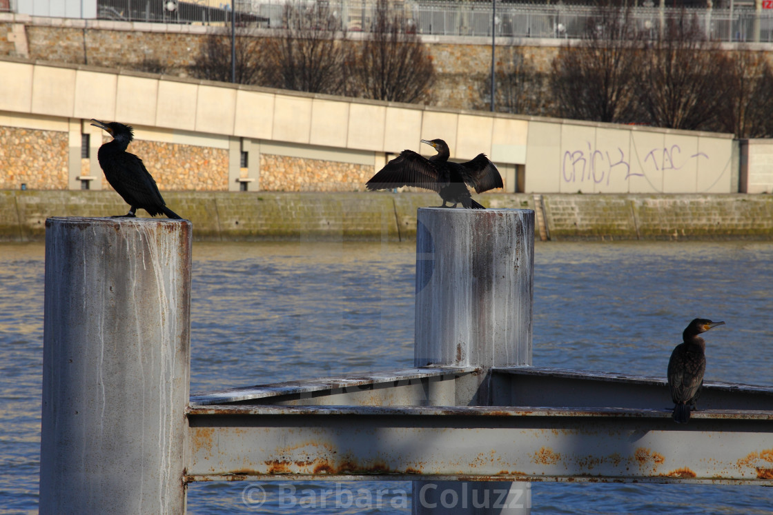 "Cormorants into the town." stock image