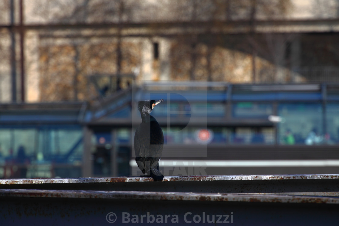 "A cormorant that is looking at a boat." stock image