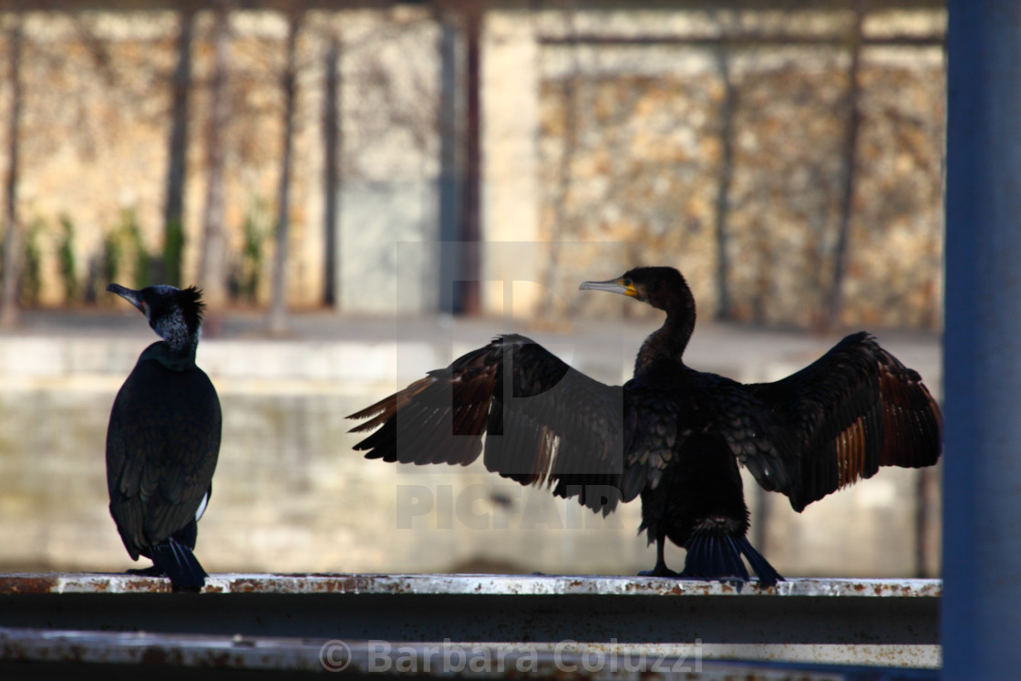 "Two cormorants into the town" stock image