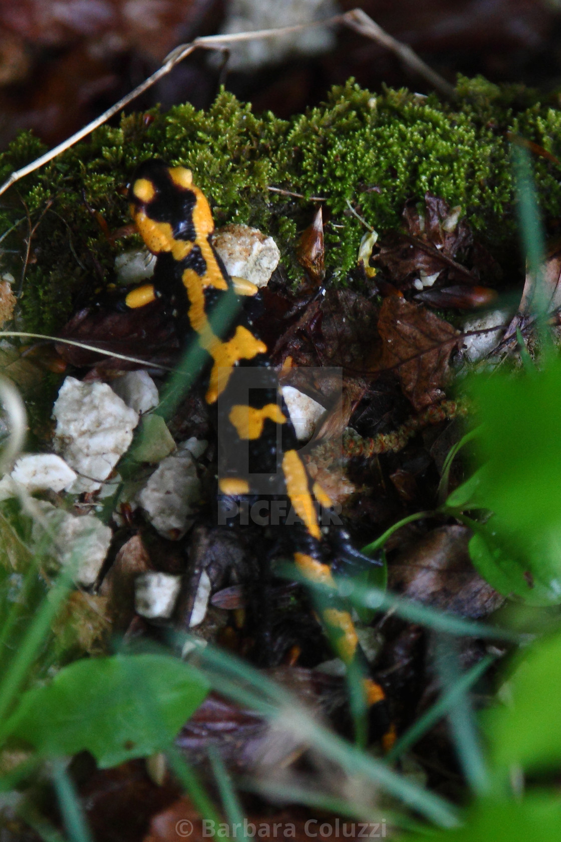 "Picinisco: A salamander on the Nature's Trail a)" stock image