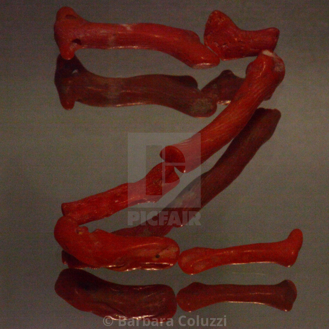 "Alphabet of red coral: Z" stock image