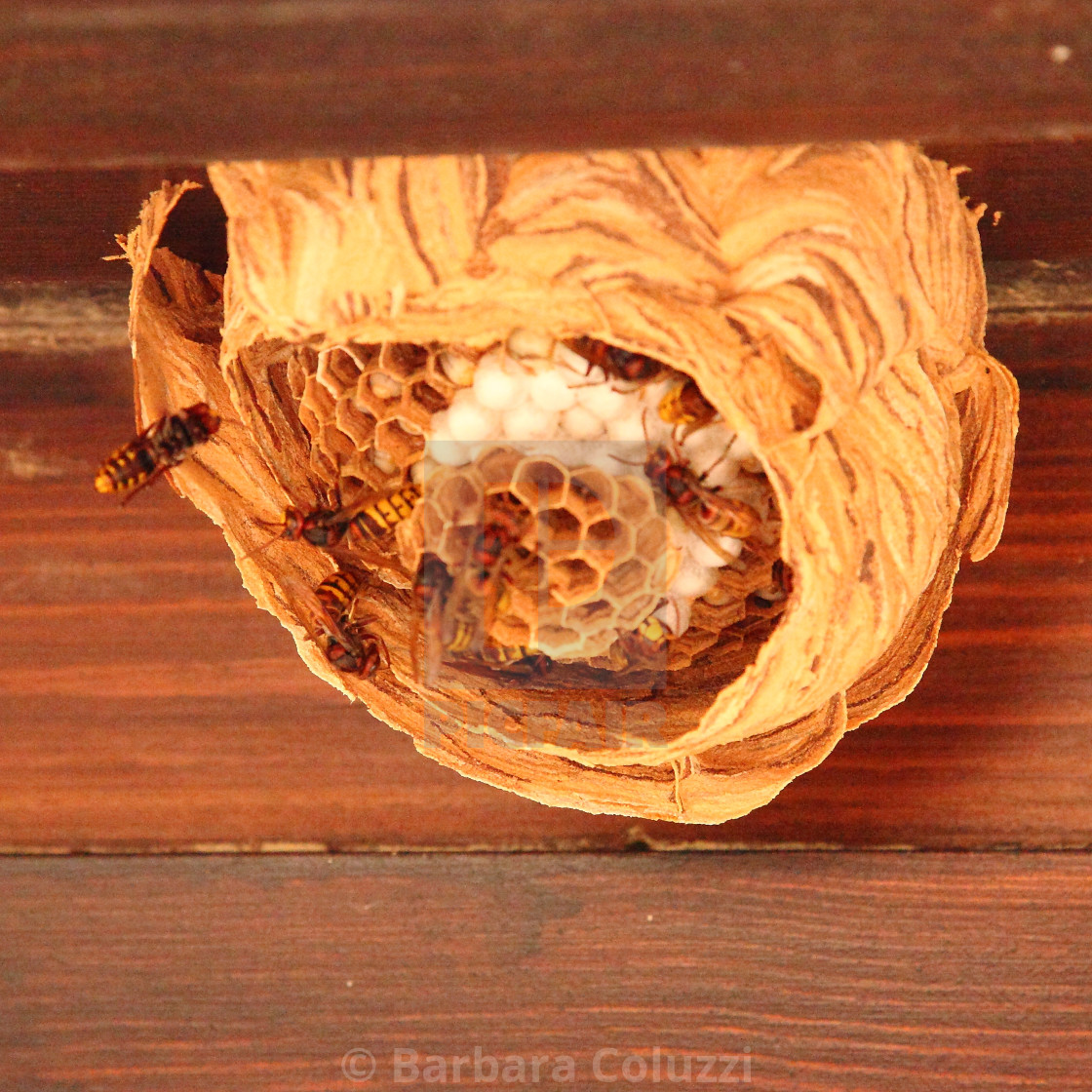 "A wasps’ nest" stock image