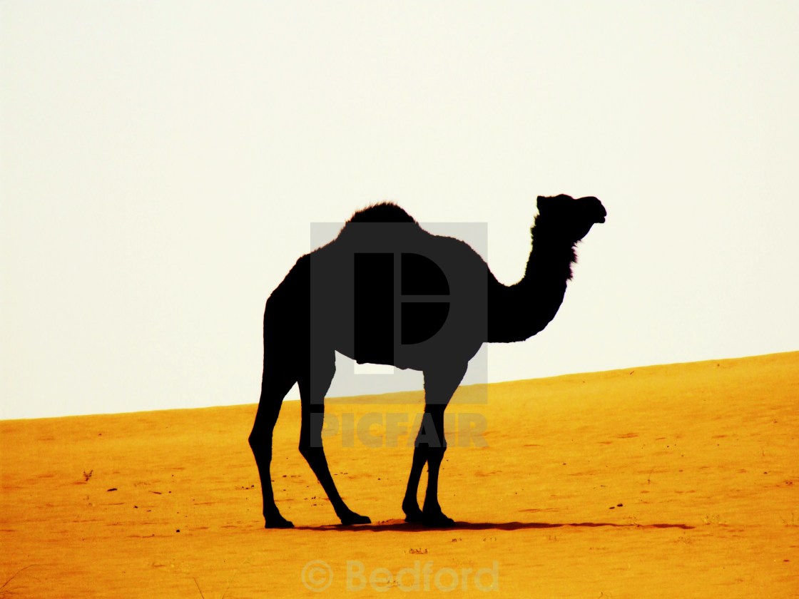 the black camel