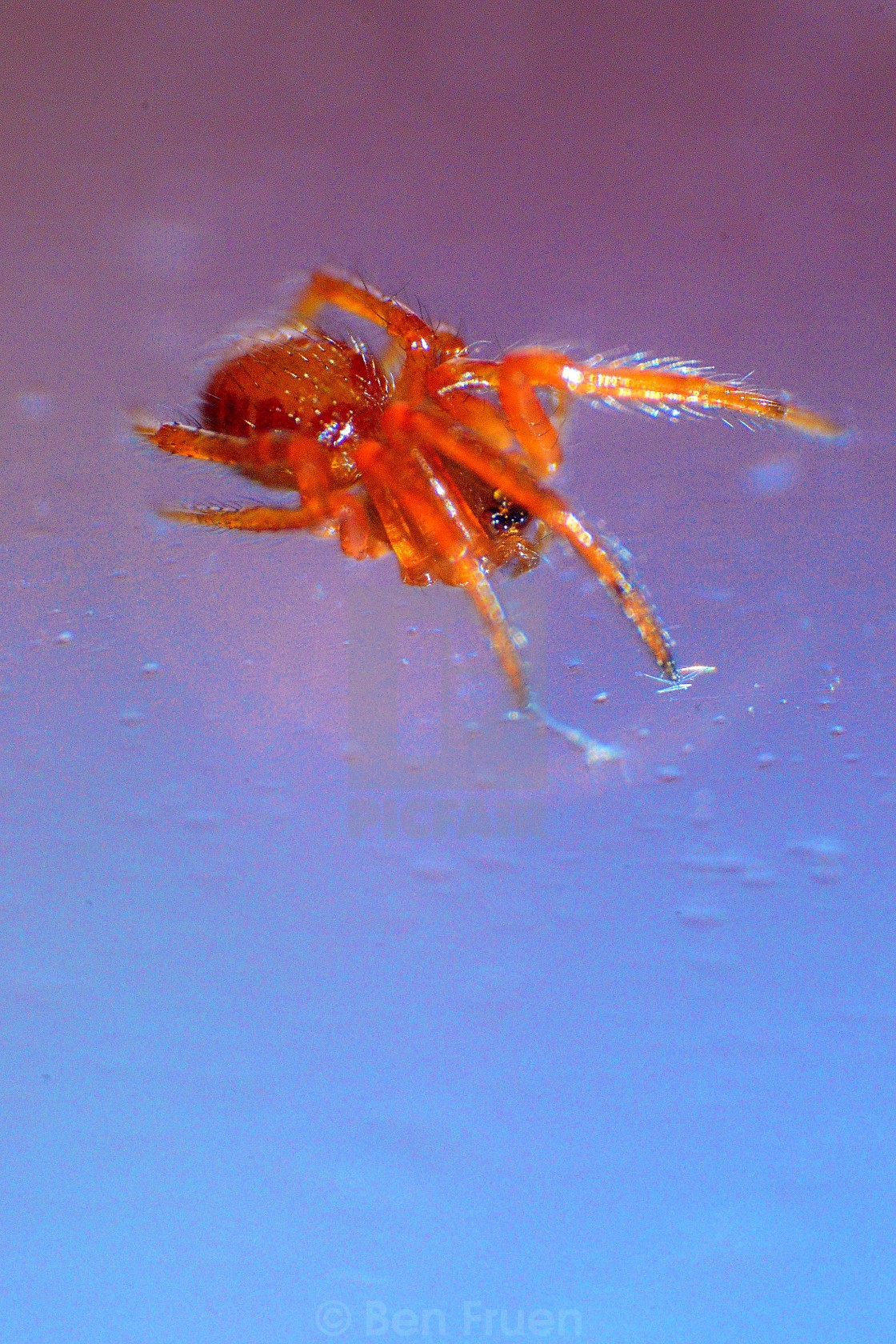 Money Spider License Download Or Print For 9 92 Photos Picfair Linyphiidae is a family of very small spiders comprising 4667 described species in 618 genera worldwide. https www picfair com pics 0241704 money spider