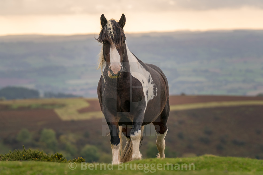 "Wild horses near Hay Bluff and Twmpa, Black Mountains, Brecon Be" stock image