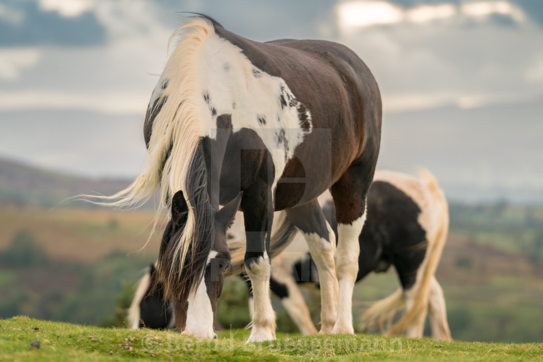 "Wild horses near Hay Bluff and Twmpa, Black Mountains, Brecon Be" stock image