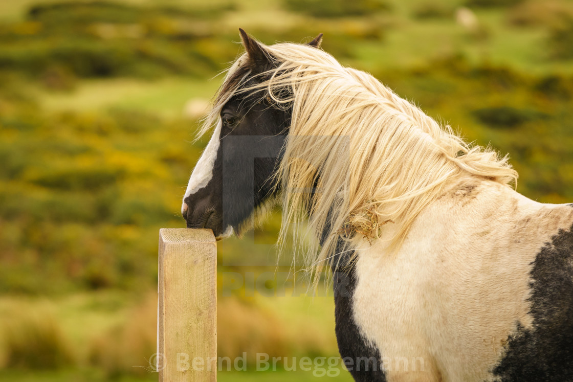 "A wild horse in Wales, UK" stock image