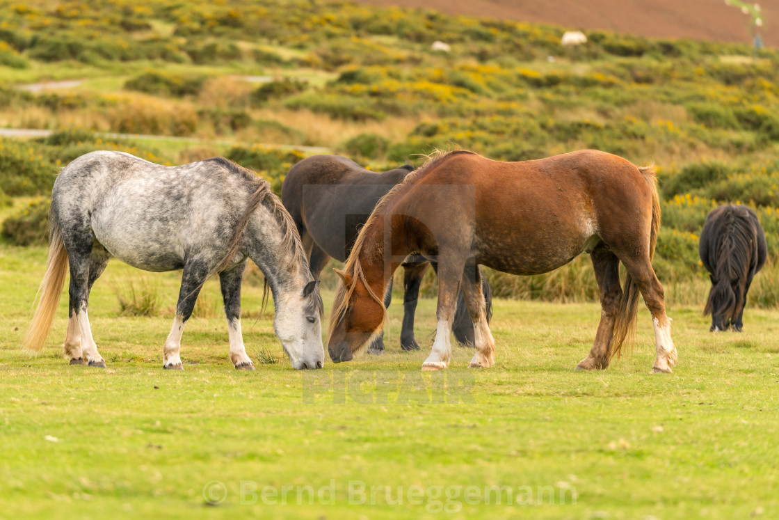 "Wild horses in Wales, UK" stock image