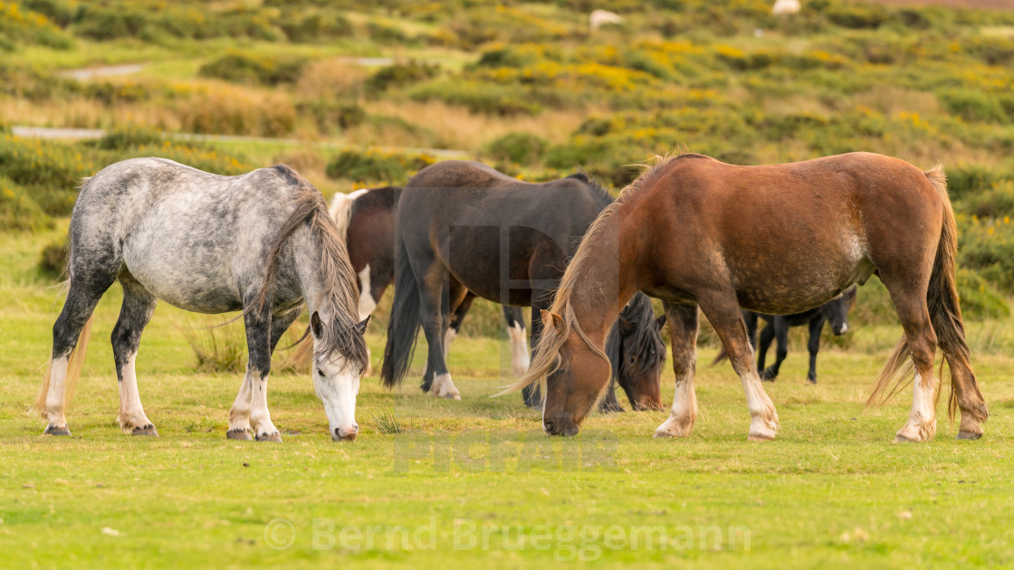 "Wild horses in Wales, UK" stock image