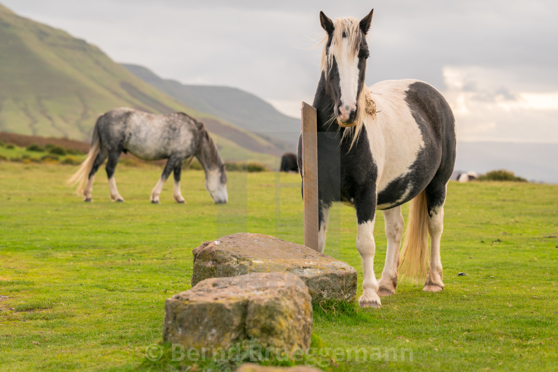 "Wild horses in Wales, UK" stock image