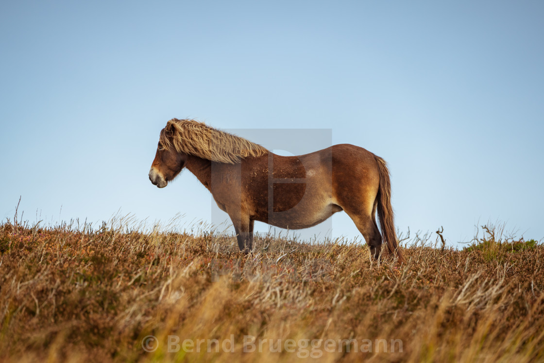 "Wild Exmoor Ponies, Somerset, England" stock image