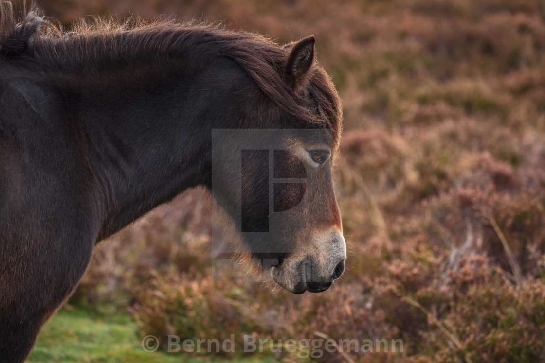 "An Exmoor Pony, Somerset, England" stock image