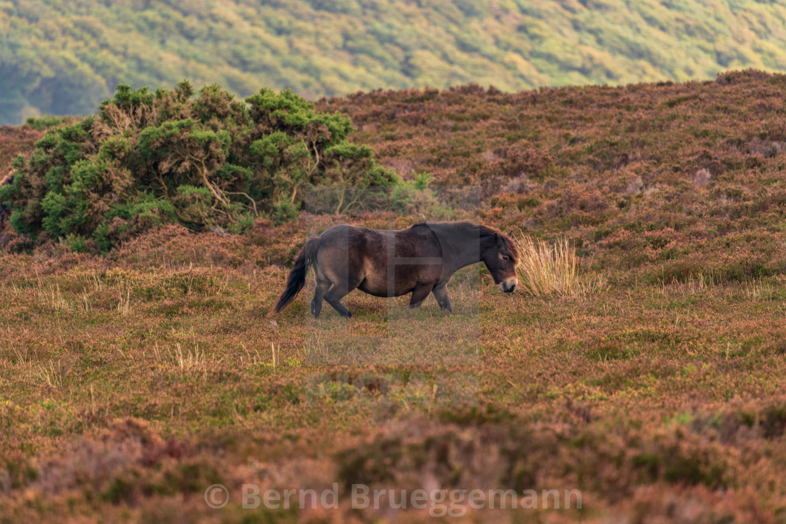 "An Exmoor Pony, Somerset, England" stock image