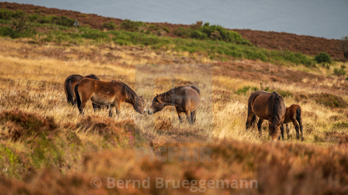 "Wild Exmoor Ponies, Somerset, England" stock image