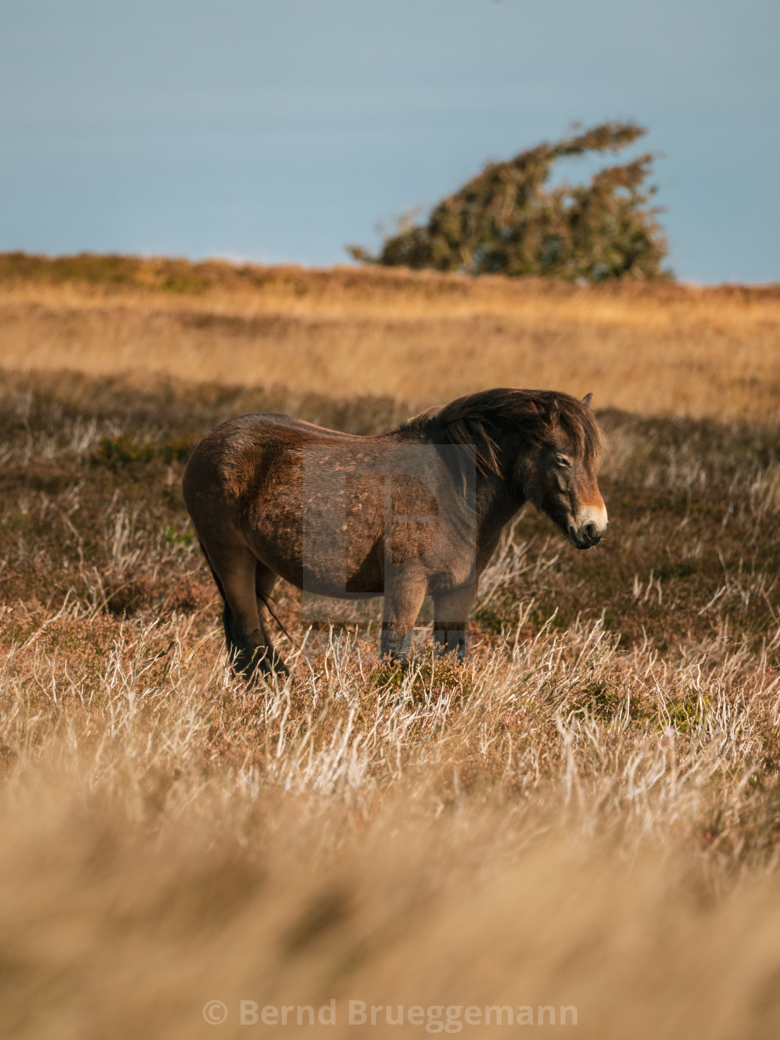 "An Exmoor Pony, Somerset, England" stock image