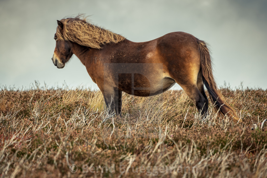 "Wild Exmoor Pony, Somerset, England" stock image