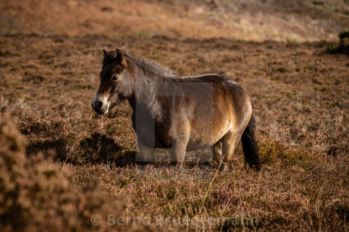 "An Exmoor Pony, Somerset, England" stock image