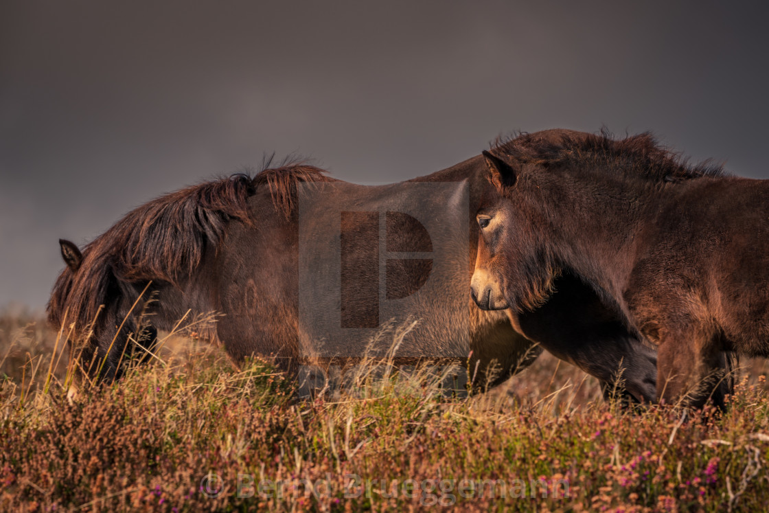 "Wild Exmoor Ponies, Somerset, England" stock image