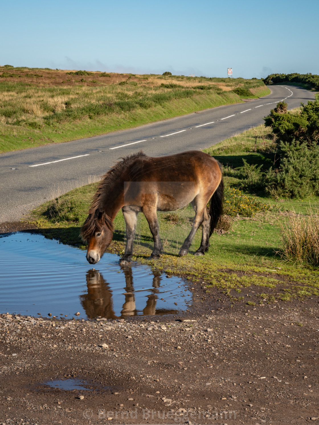 "Wild Exmoor Pony, Somerset, England" stock image