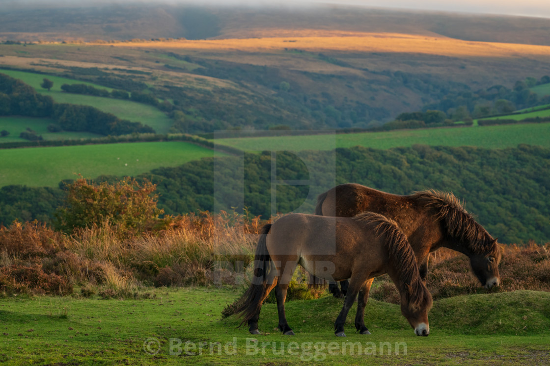 "Wild Exmoor Ponies, Somerset, England" stock image