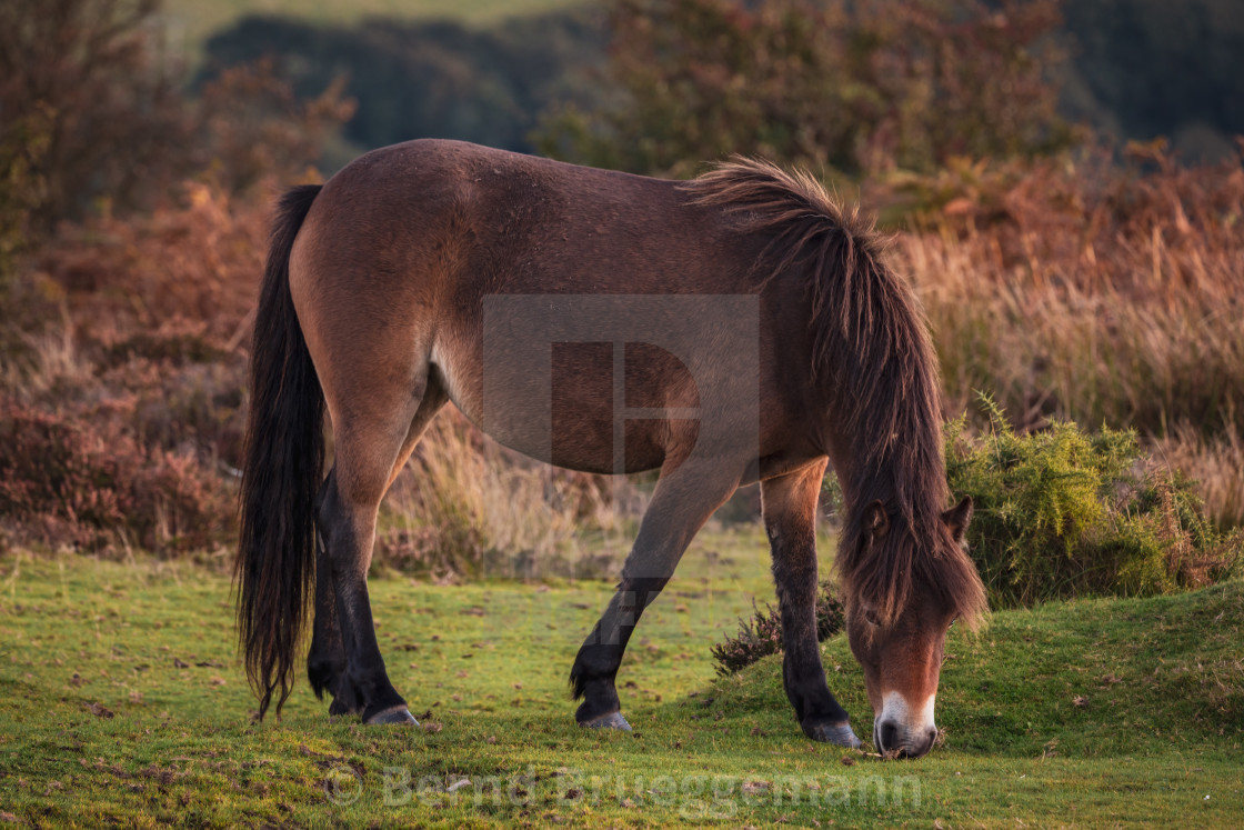 "Wild Exmoor Pony, Somerset, England" stock image