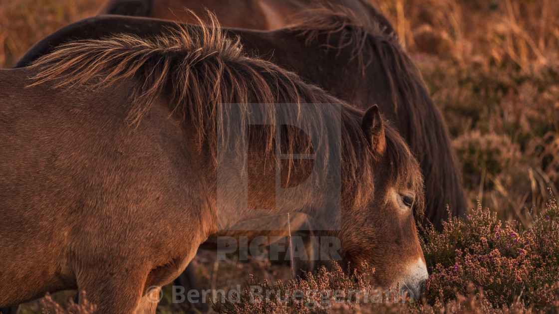 "Wild Exmoor Ponies, Somerset, England" stock image