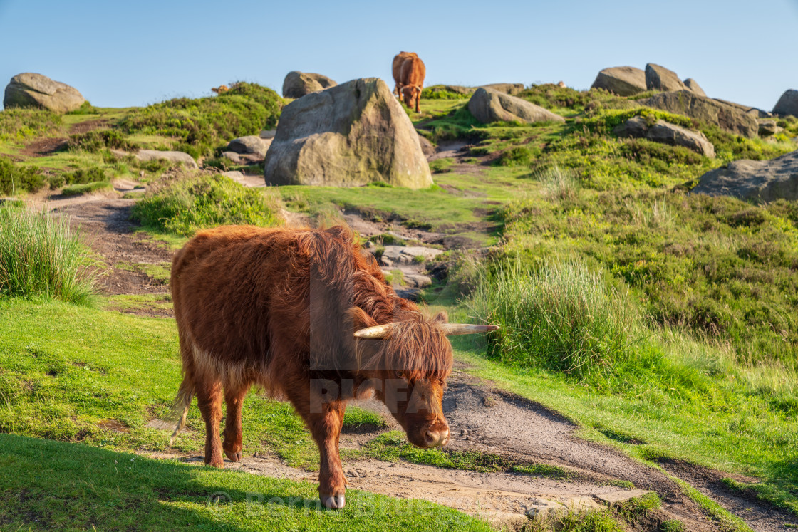 "Cows on top of Higger Tor, South Yorkshire, England, UK" stock image