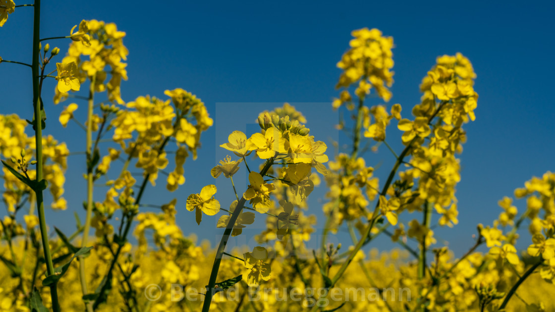 "Near Bishop's Castle, Shropshire, England, UK" stock image