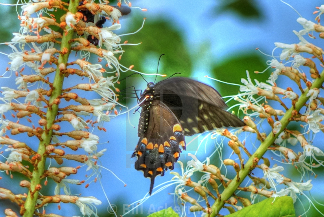 "Swallowtail Butterfly" stock image