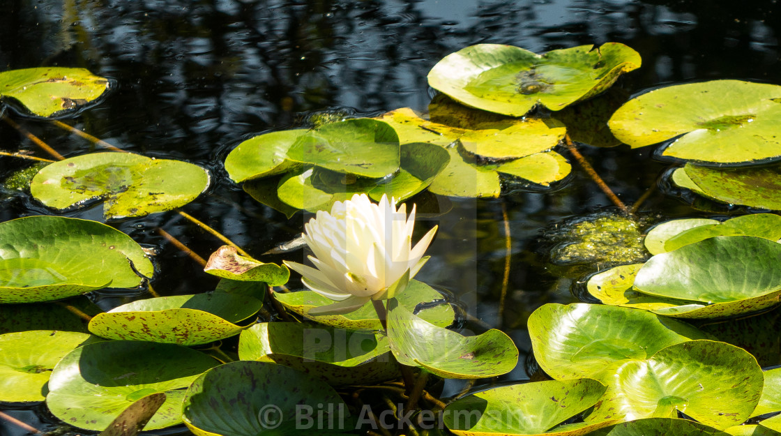 "White Lotus" stock image