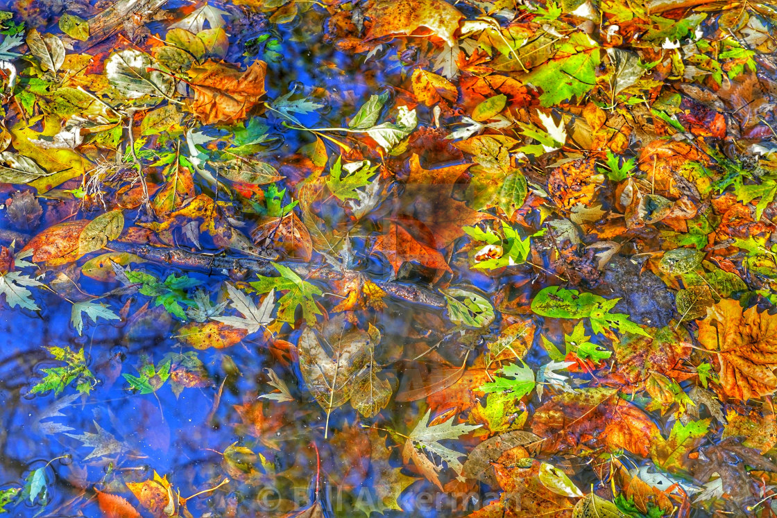 "Autumn Leaves on Water" stock image