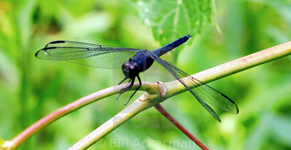 "Dragonfly" stock image