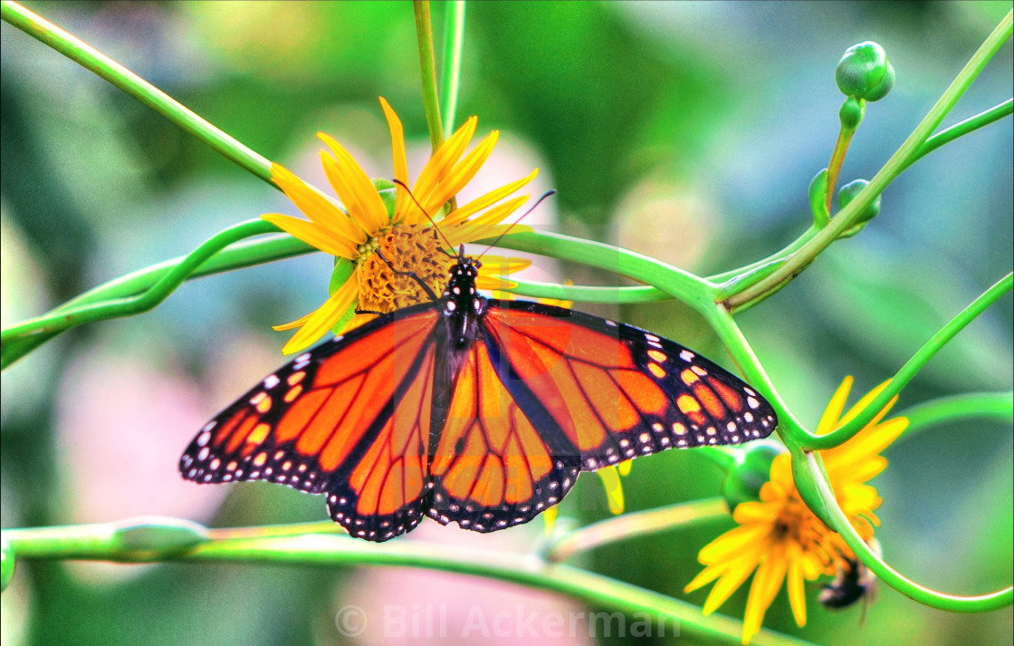 "Monarch Butterfly" stock image