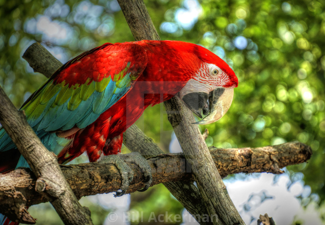 "Scarlet Macaw" stock image