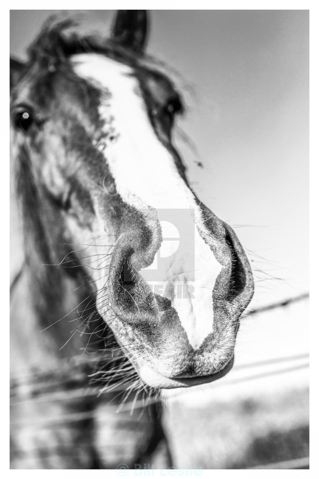 "The Famous Mr Ed!" stock image