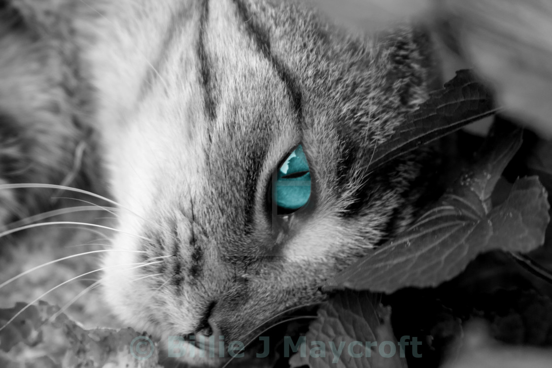 Ol One Eye License Download Or Print For 10 00 Photos Picfair