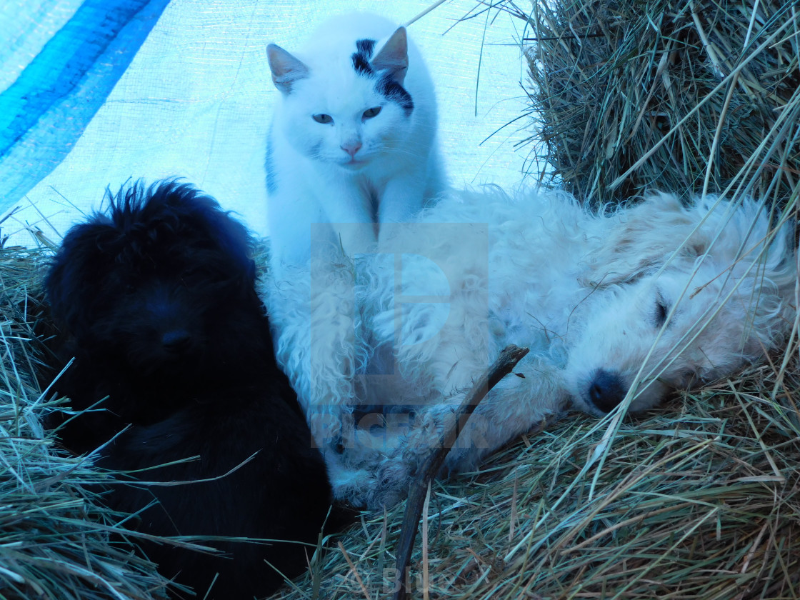 Cat S And Dogs The Best Of Friends License Download Or Print For 1 10 Photos Picfair