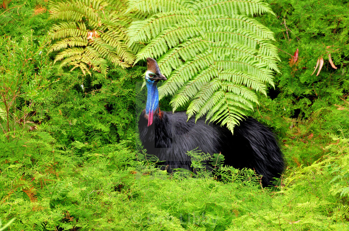 "Australian Cassowary and Ferns" stock image