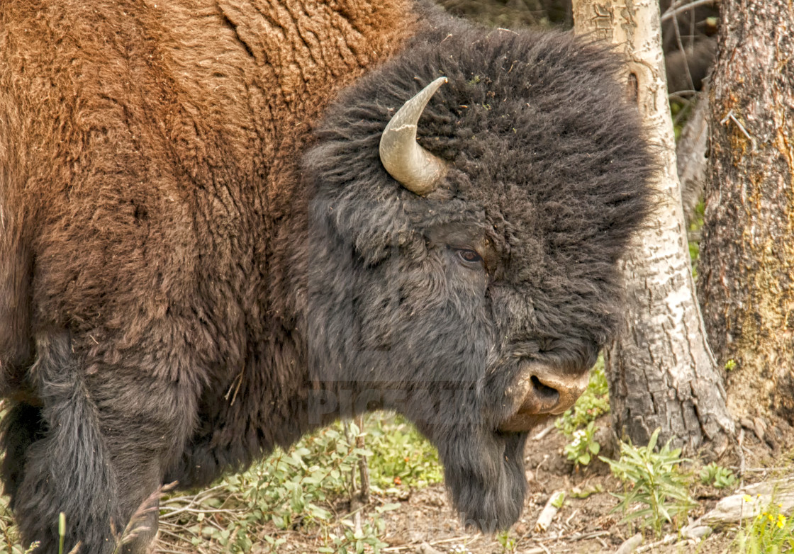 "Wood Bison" stock image